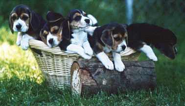 [BeaglePups]